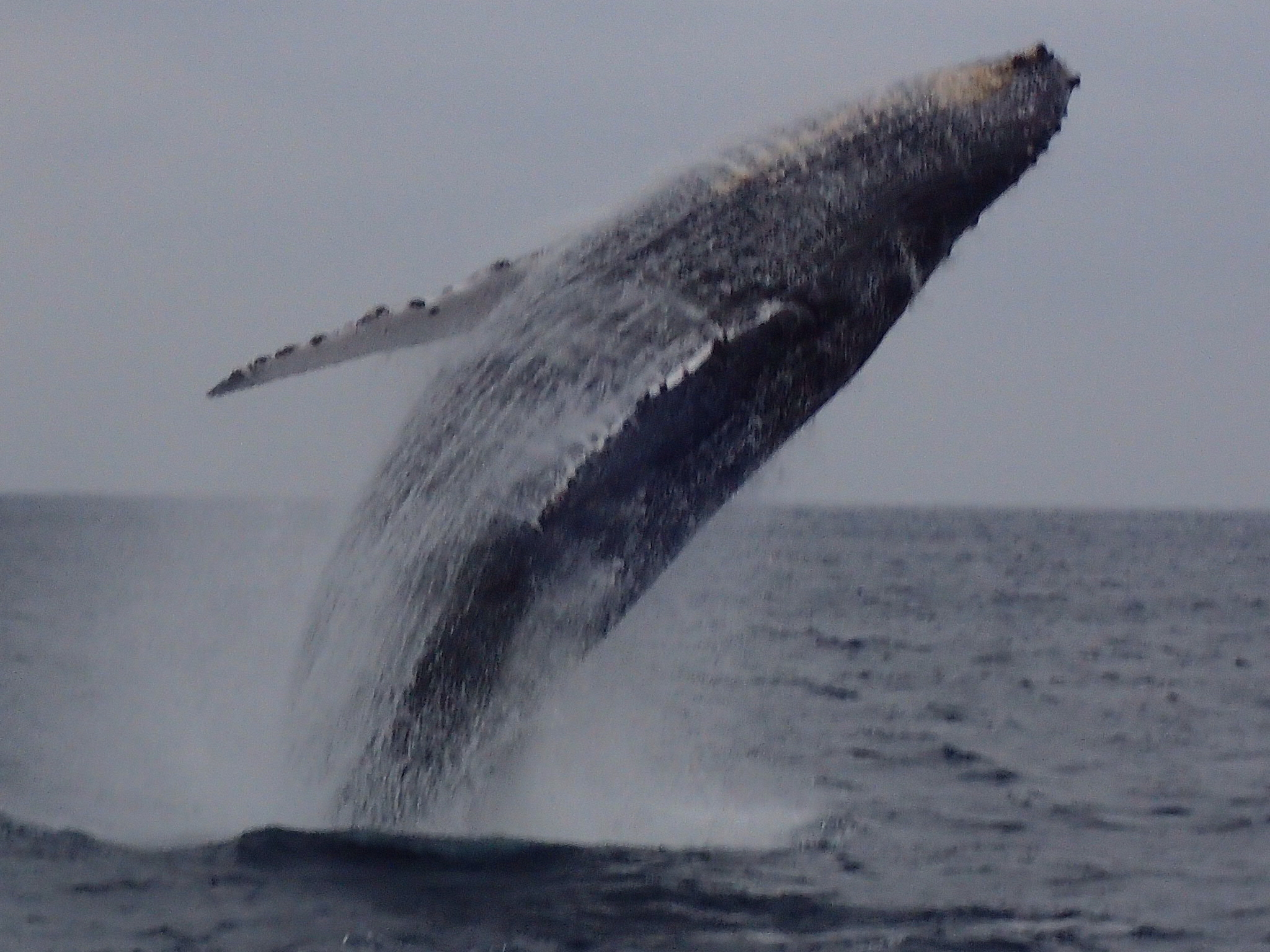クジラブリーチ