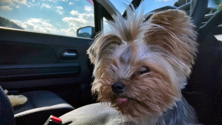 *【看板犬ミミちゃん】お天気がいい日は、ドライブにも連れてってもらいまーす。