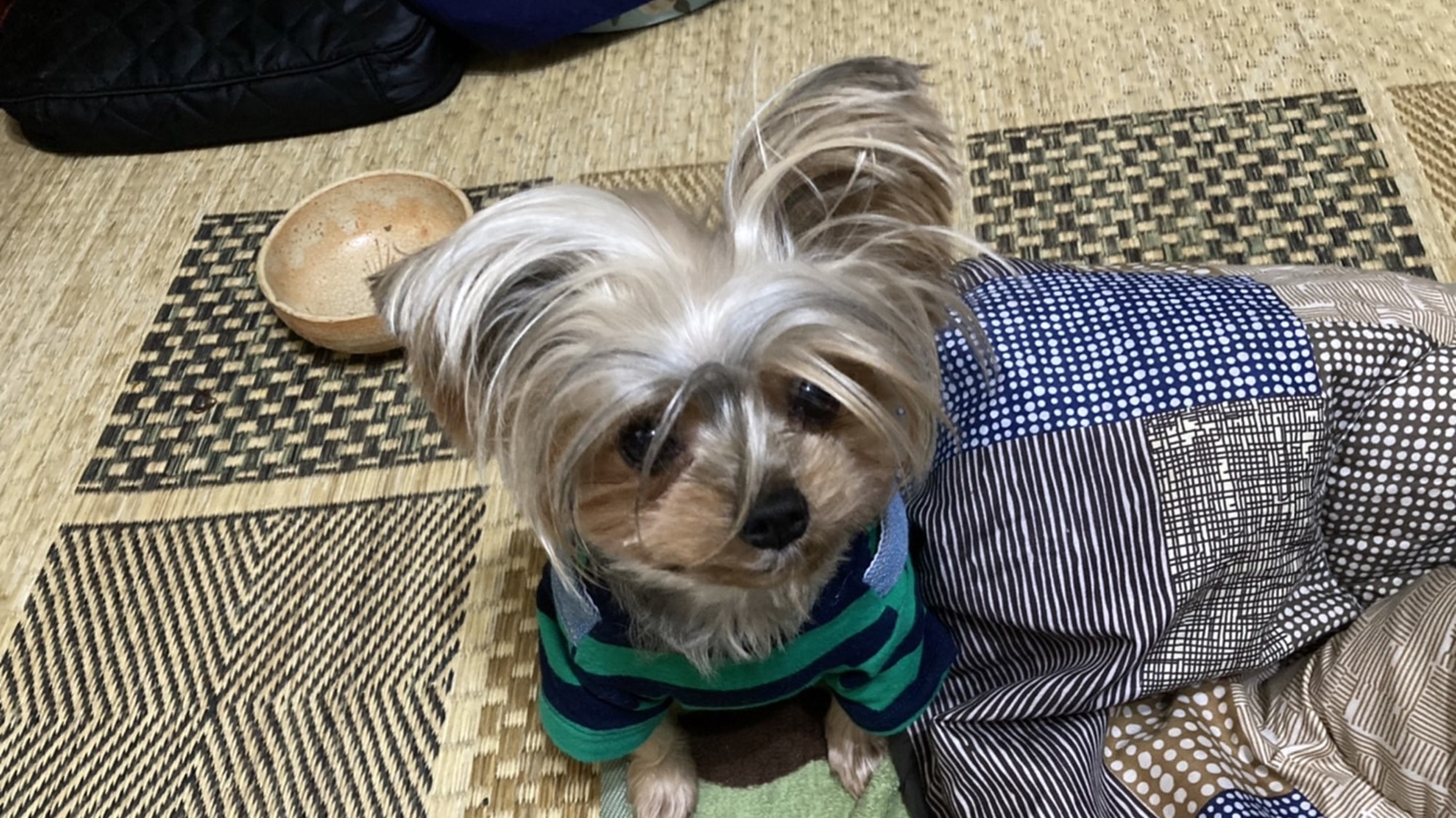 *【看板犬ミミちゃん】ミミはおしゃれさんだから、お洋服もたくさんあるよ♪