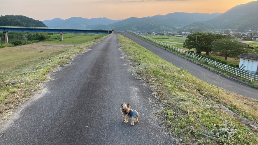 *【看板犬ミミちゃん】夕陽を見ながらお散歩素敵でしょ？みなさんも早めに到着して、夕陽もご覧ください♪