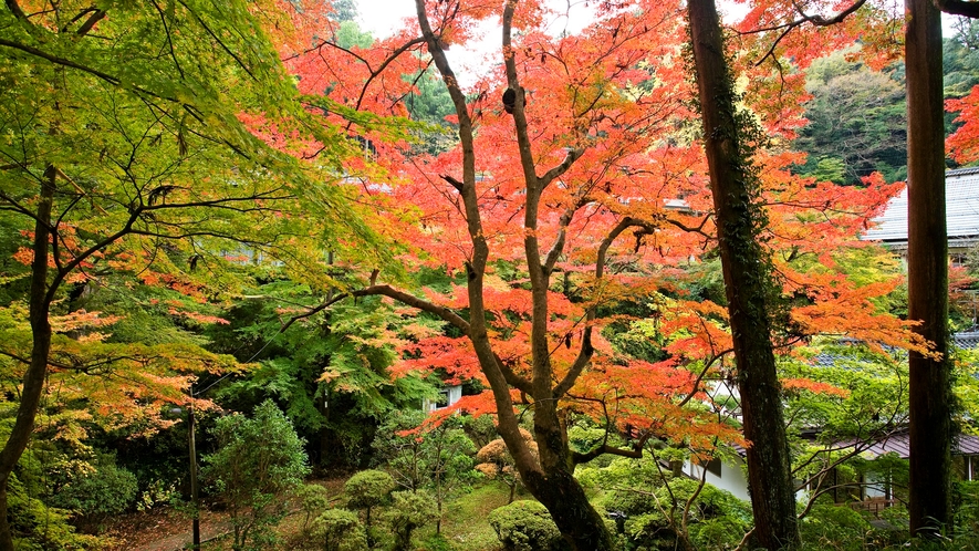 *【清水寺】山・谷・森をたくにみ利用し、春の桜、ツツジ、秋の紅葉、冬の雪景と美しい色彩を…。