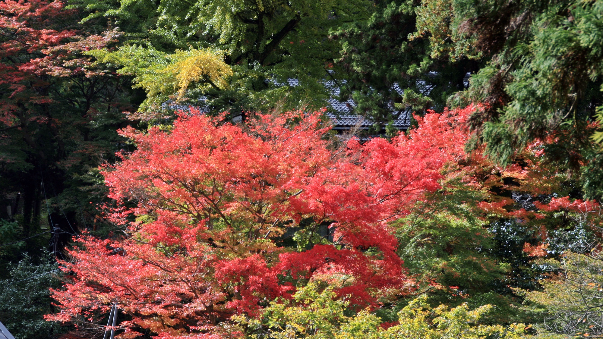 *【清水寺】紅葉の時期は足を運ぶ方はたくさん。秋にはライトアップイベントも開催されます。