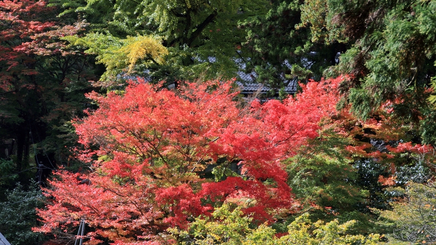 *【清水寺】紅葉の時期は足を運ぶ方はたくさん。秋にはライトアップイベントも開催されます。