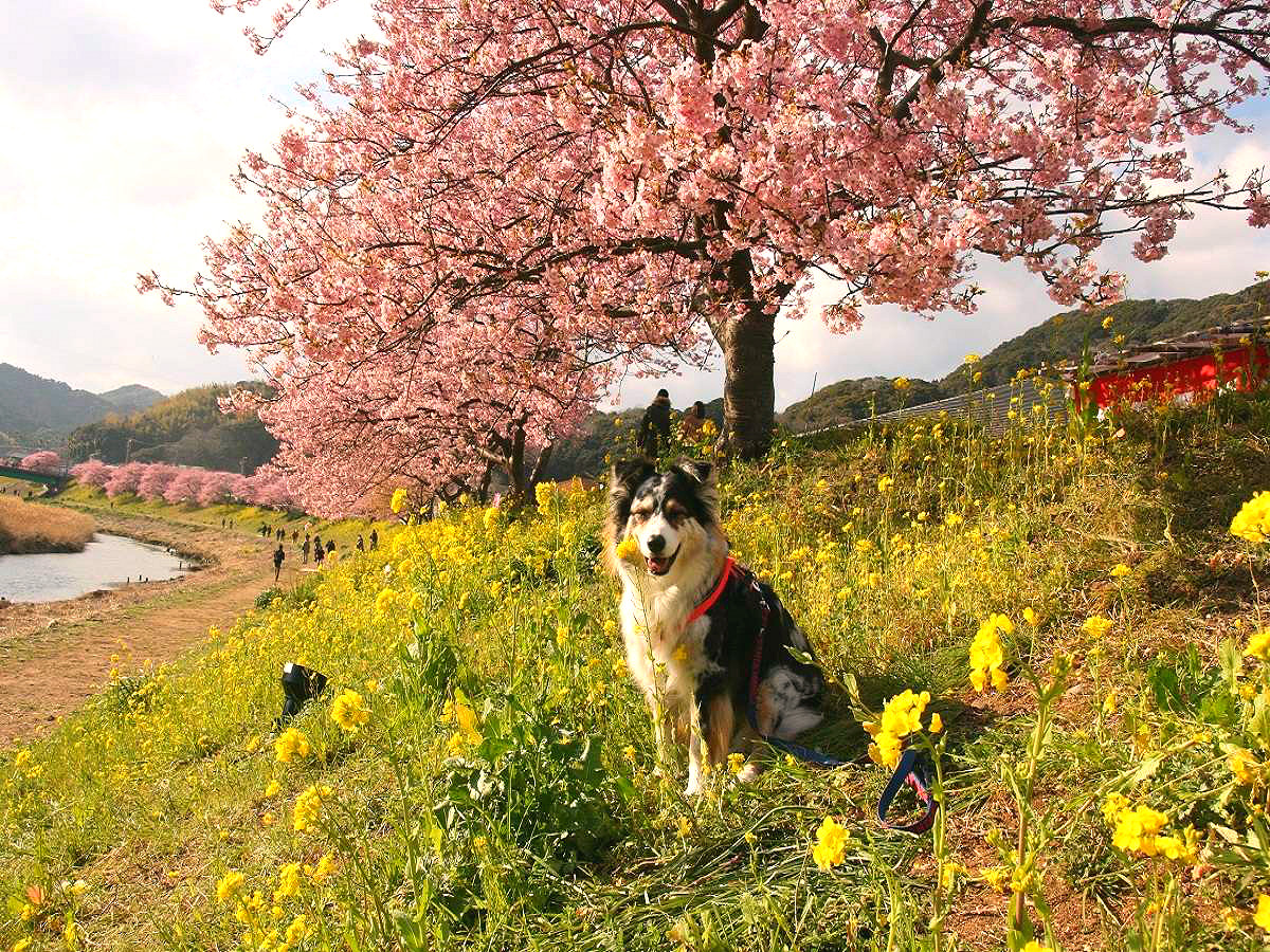 ワンちゃんとのんびり散策できるみなみの桜