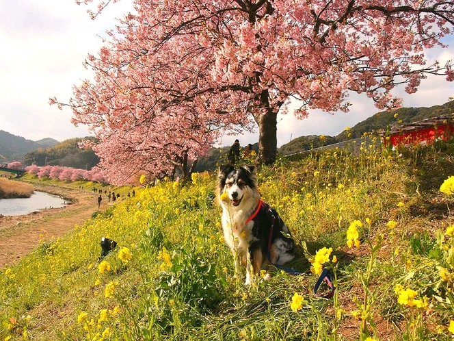 ワンちゃんとのんびり散策できるみなみの桜