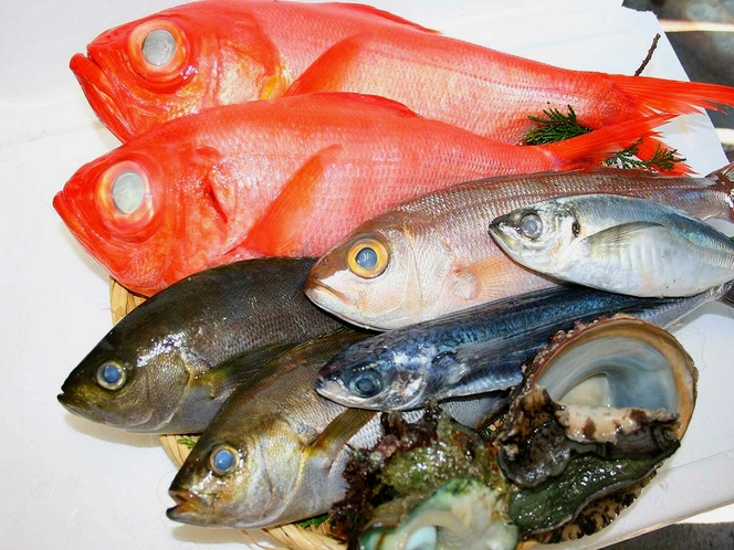 見てもきれい食べても美味しい伊東で水揚げされた魚たち