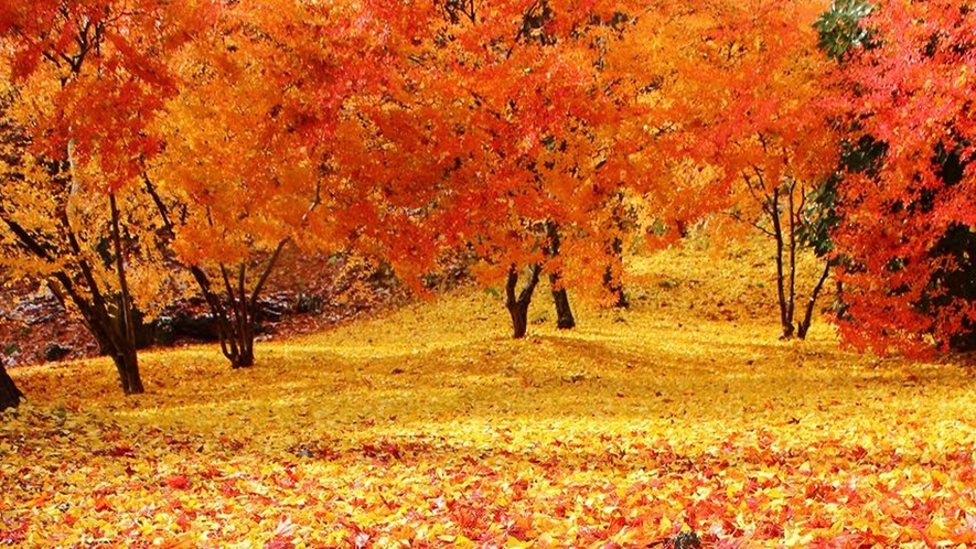 *秋／カラフルな落ち葉の絨毯が続きます。