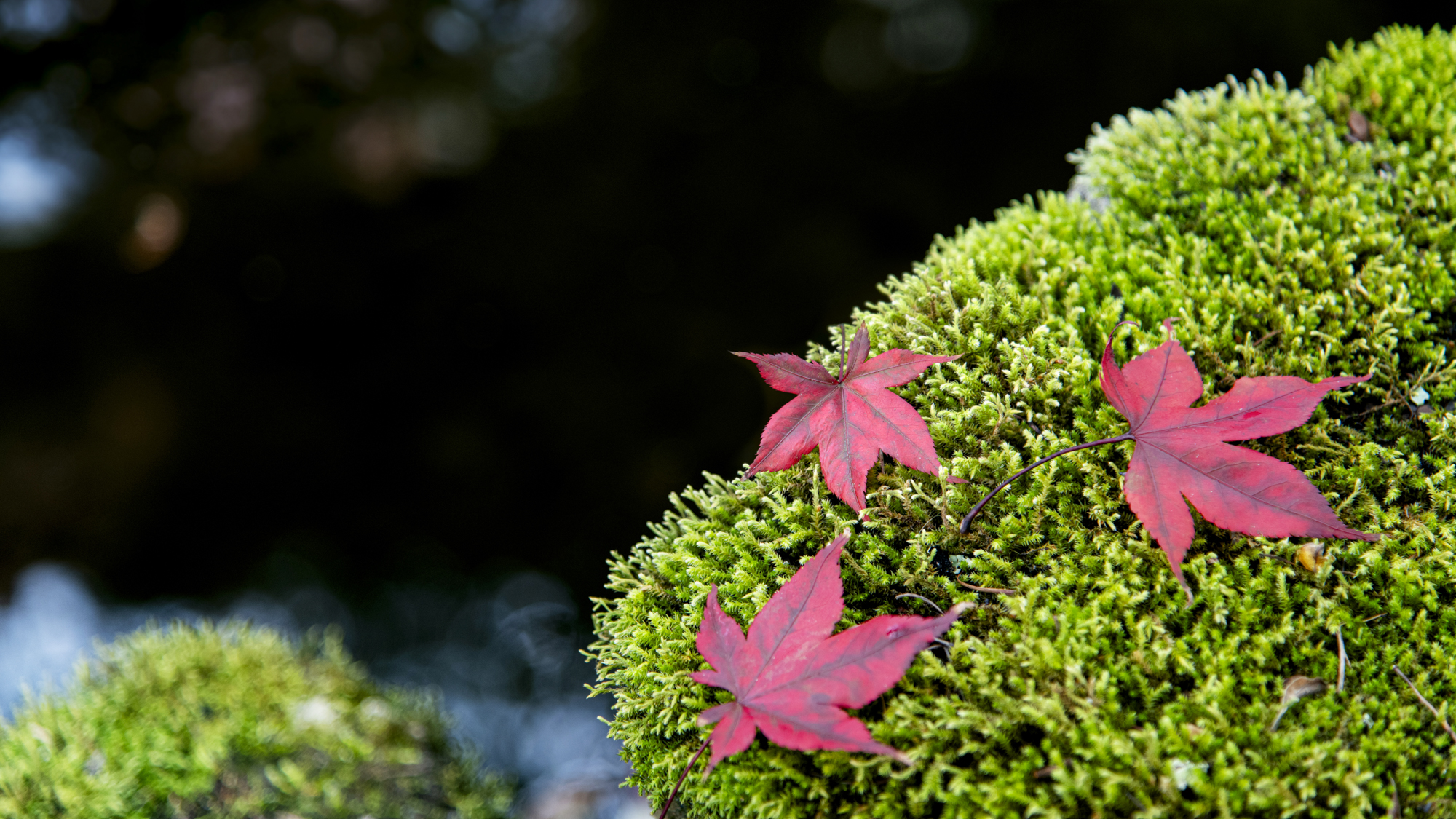 *中庭／四季折々に鑑賞できる景色をお愉しみください。 