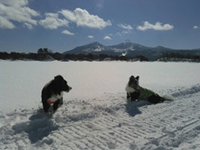 冬の桧原湖上、看板犬ボーダーコリー