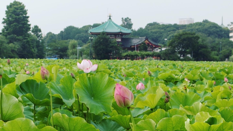  上野不忍池の蓮