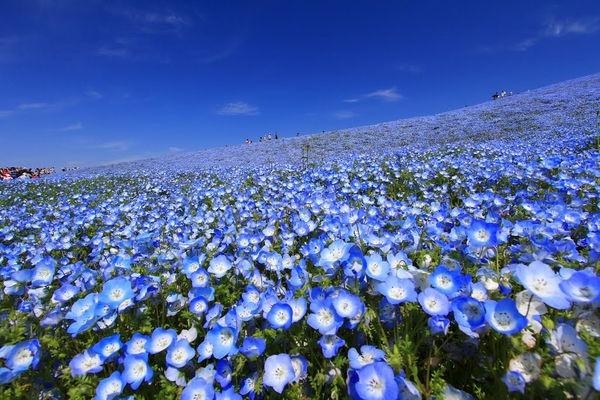 旅館 星月 宿泊予約 楽天トラベル 旅館 星月 宿泊予約 楽天トラベル