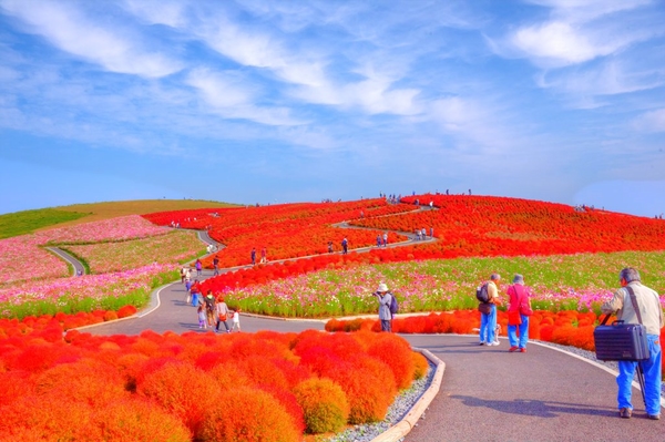 旅館 星月 宿泊予約 楽天トラベル 旅館 星月 宿泊予約 楽天トラベル