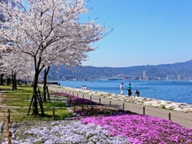 【春】なぎさ公園の春の桜