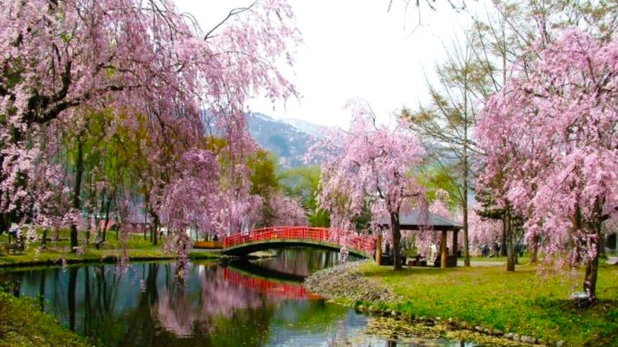 湯沢中央公園の桜：紅山桜（ベニヤマザクラ）を中心に約400本の桜を鑑賞できます。当館から車で5分
