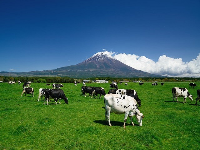 【朝霧高原】草原の先にみえる富士山と放牧の牧歌的な風景をおたのしみいただけます♪