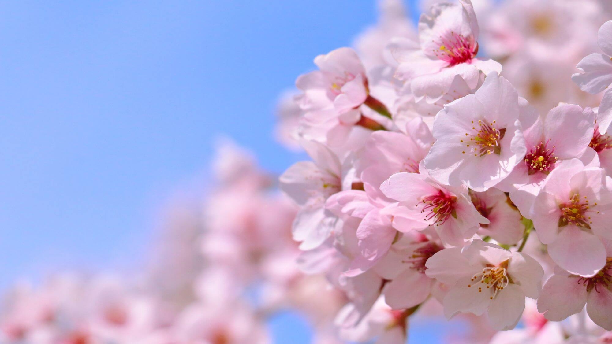 【春のはなやぎ会席｜桜もち特典付】量控えめで楽しむ春会席〜風紋が美しい鳥取砂丘と、桜の三朝温泉へ