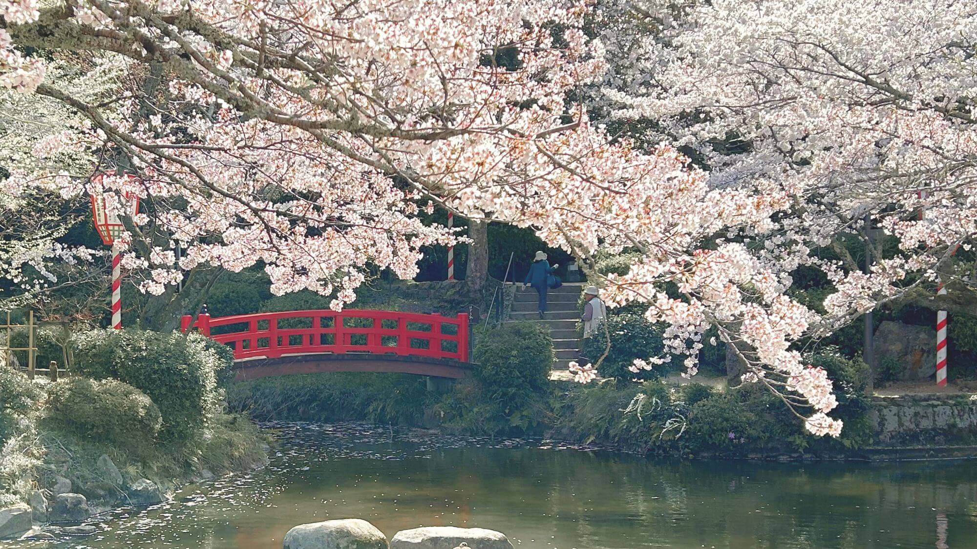 倉吉打吹公園。当館よりお車で15分。さくらの名所100選に選ばれた、山陰を代表する都市公園です。