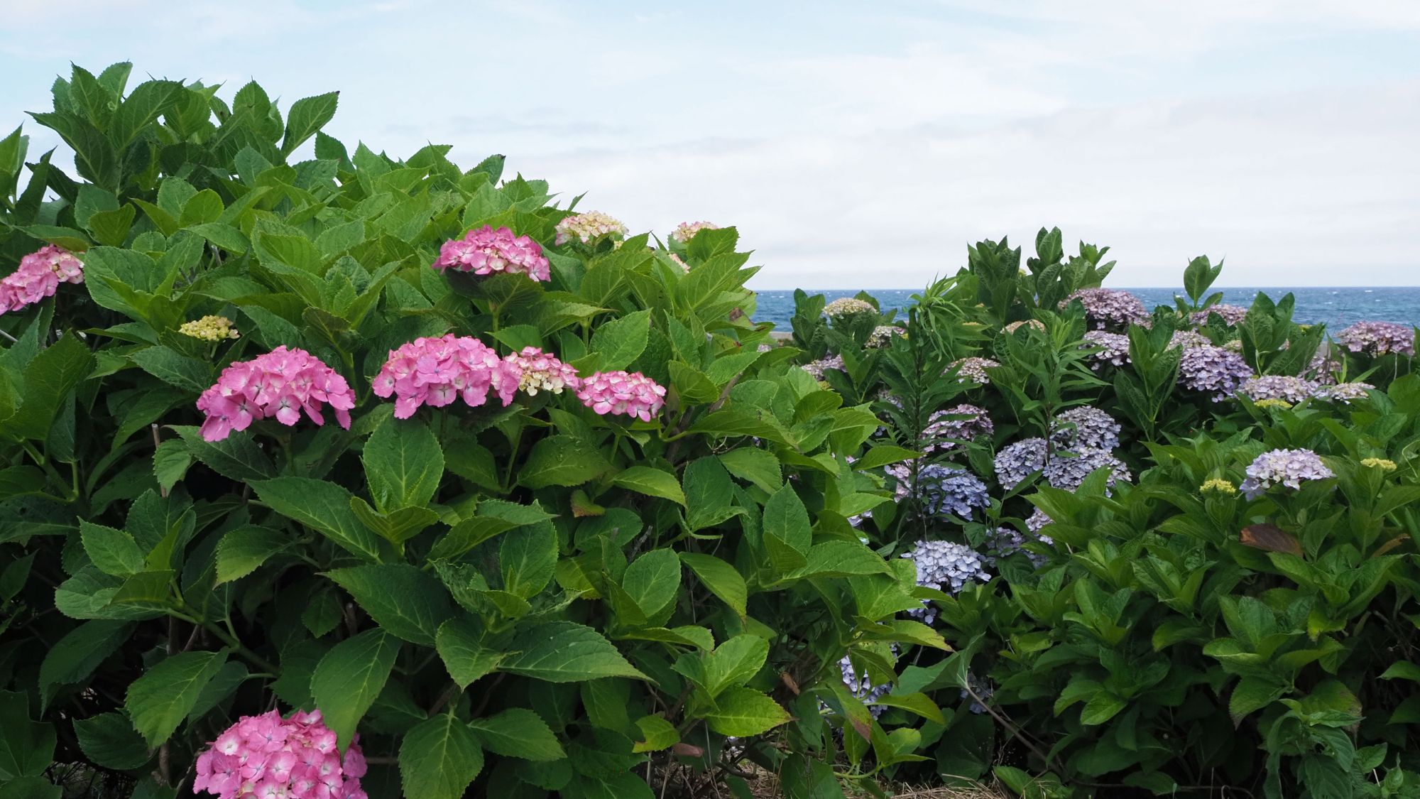 逢束あじさい公園。車で約40分。園内には10種類・約2,000本のアジサイが咲き誇ります。