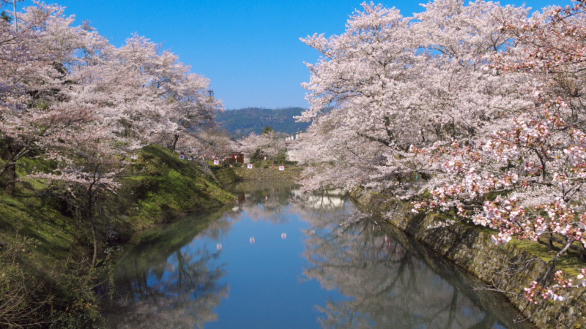 鹿野城跡公園。当館から車で約40分。約500本のソメイヨシノが咲き誇る人気のスポット。