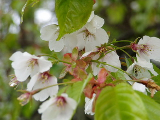 庭の春を告げる山桜5.15