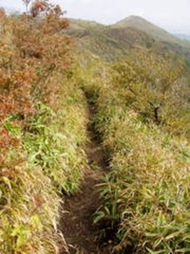 飯盛山への笹の山道1011