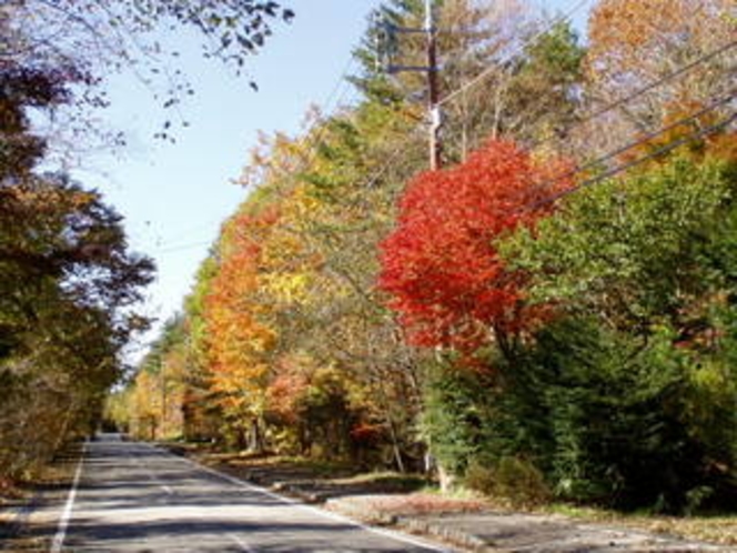 森の中のメイン道の紅葉