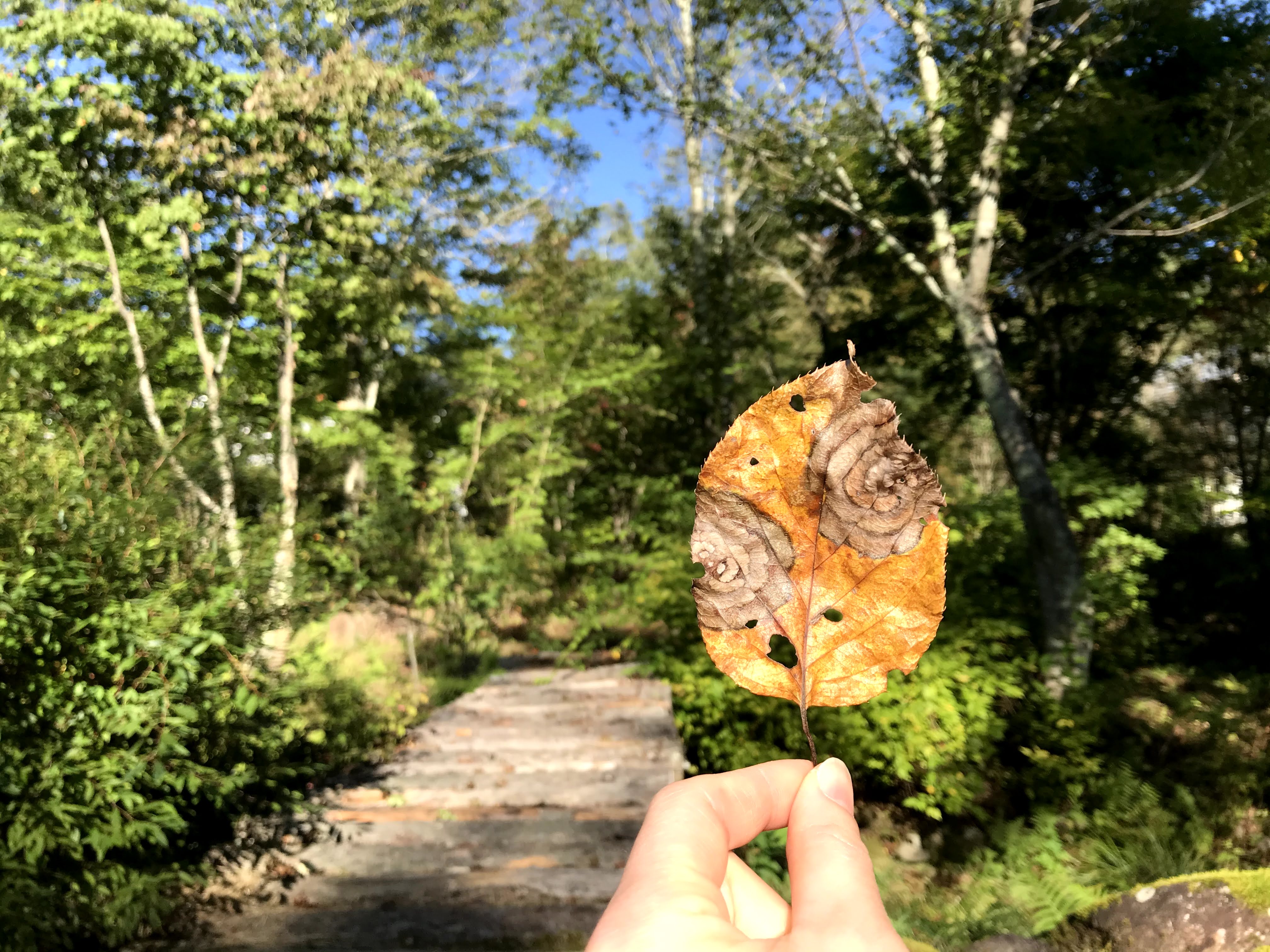 森は芸術の塊