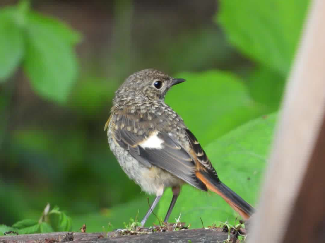 ジョウビタキ幼鳥