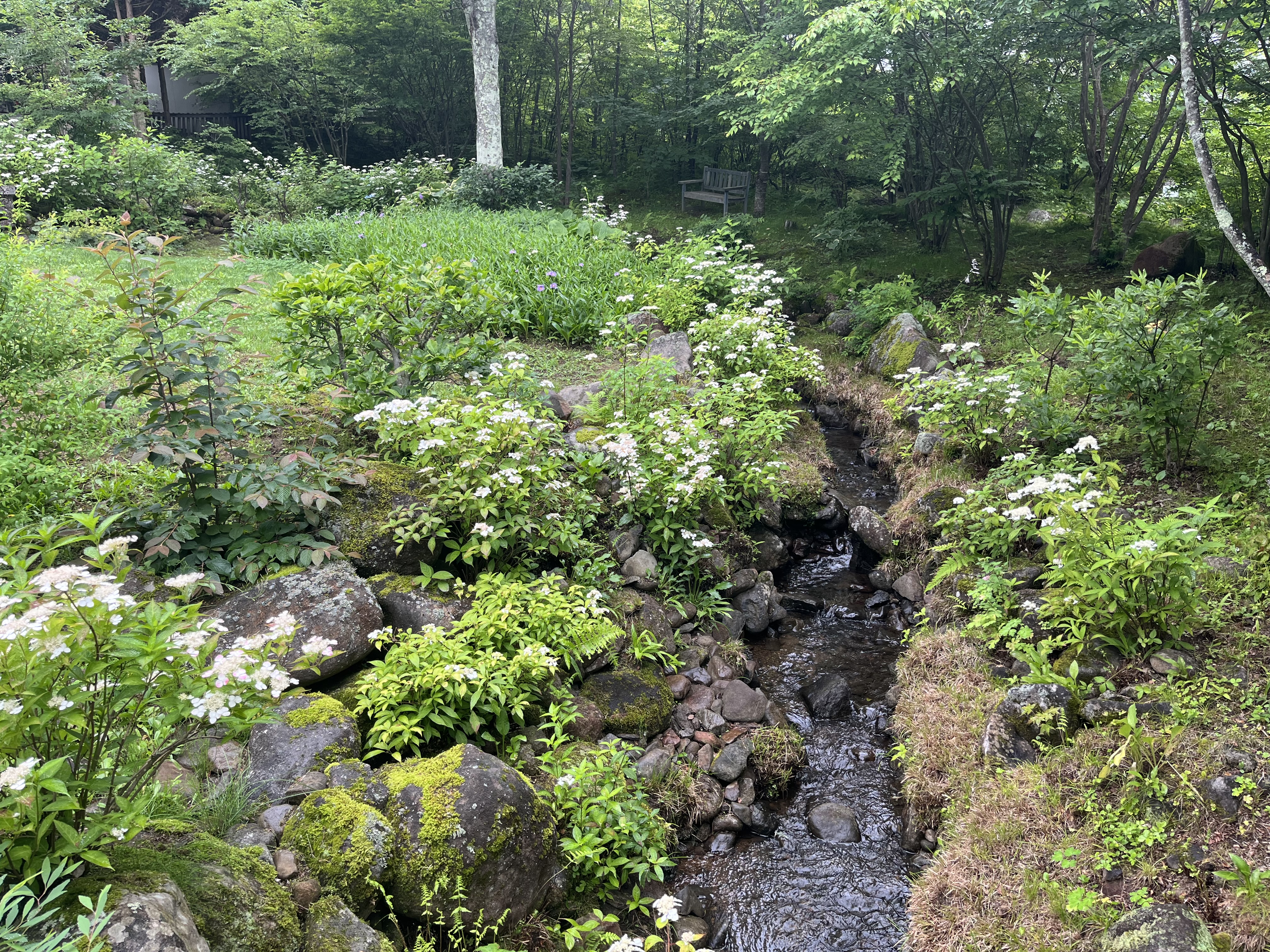 お庭に流れる小さな小川とヤマアジサイ