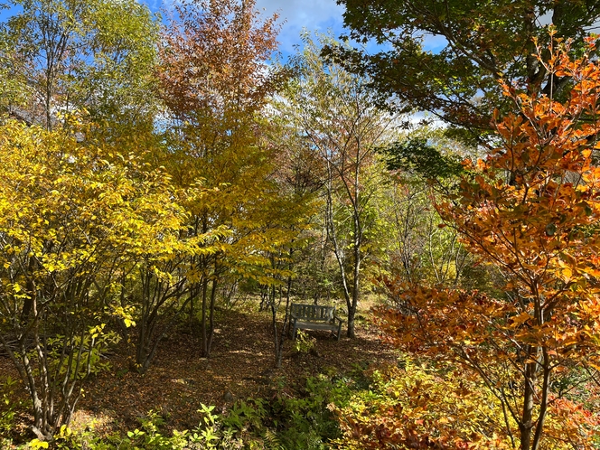 客室から見る秋の庭