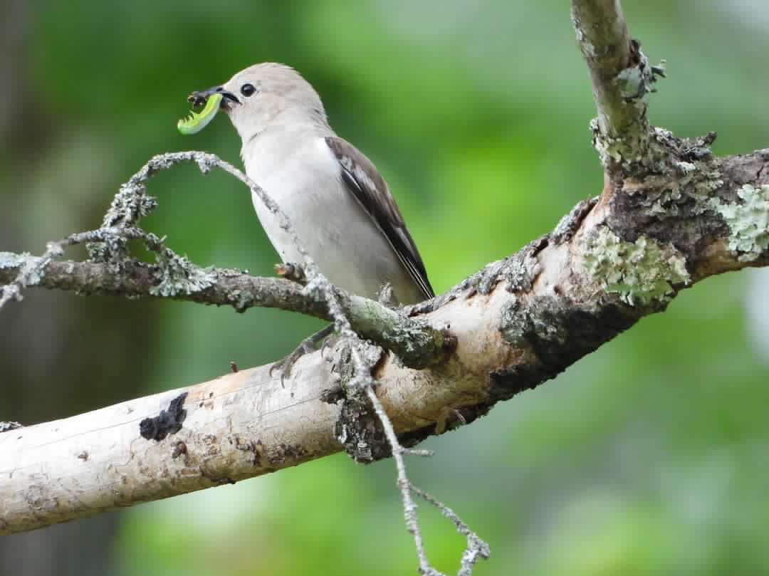 庭で子育てしていたお母さん鳥