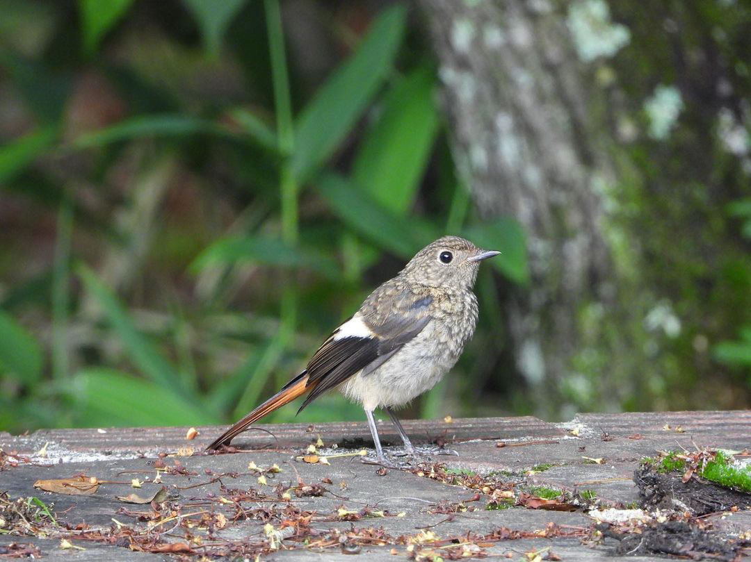 ジョウビタキ幼鳥