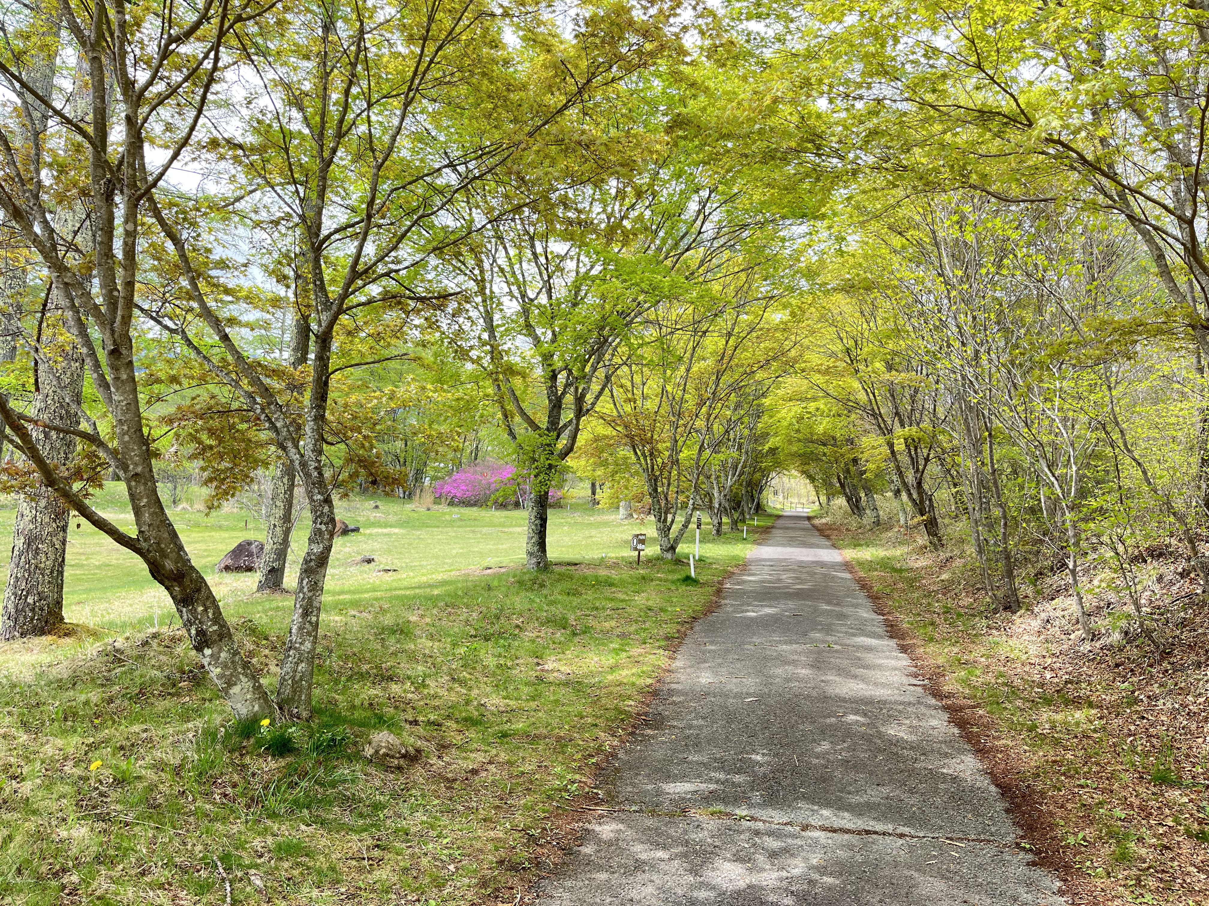 芽吹きのトンネル
