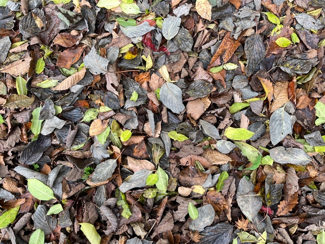 歩くほどにいろんな色との出会いがある秋の森さんぽ