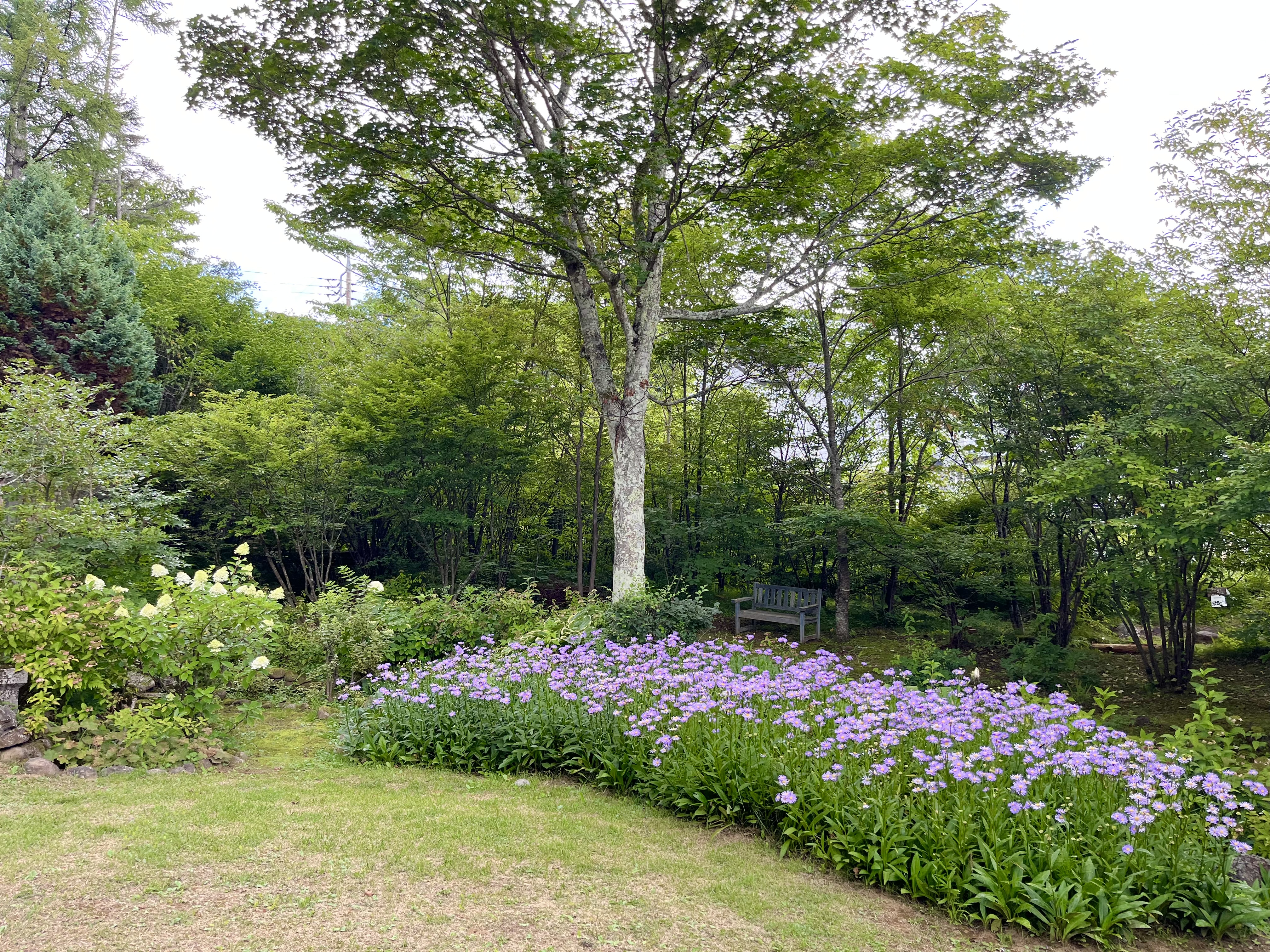バークの夏の庭より