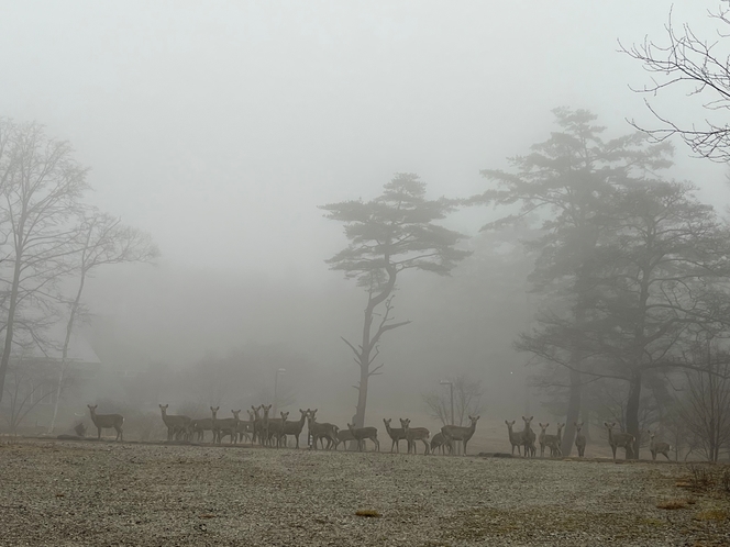 濃霧と鹿の団体さま