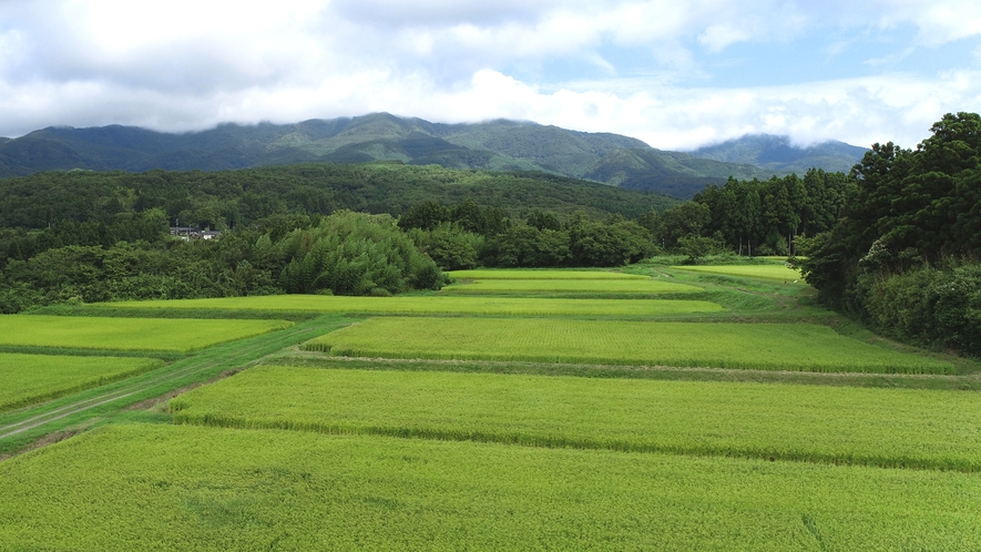 ■こだわりのお米！　佐渡のお米は、「魚沼」「岩船」に並ぶ新潟コシヒカリ三大産地にも入っています。