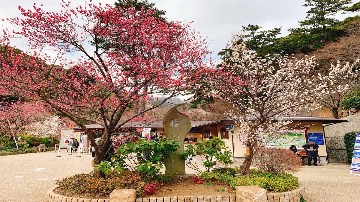 【熱海梅園】熱海梅園梅まつり！当館から徒歩15分！