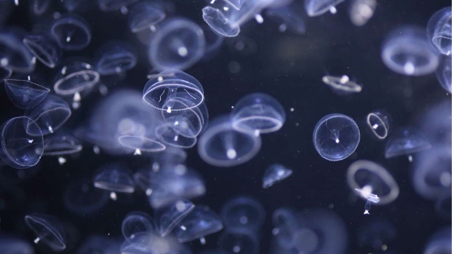 世界一のクラゲ水族館「加茂水族館」