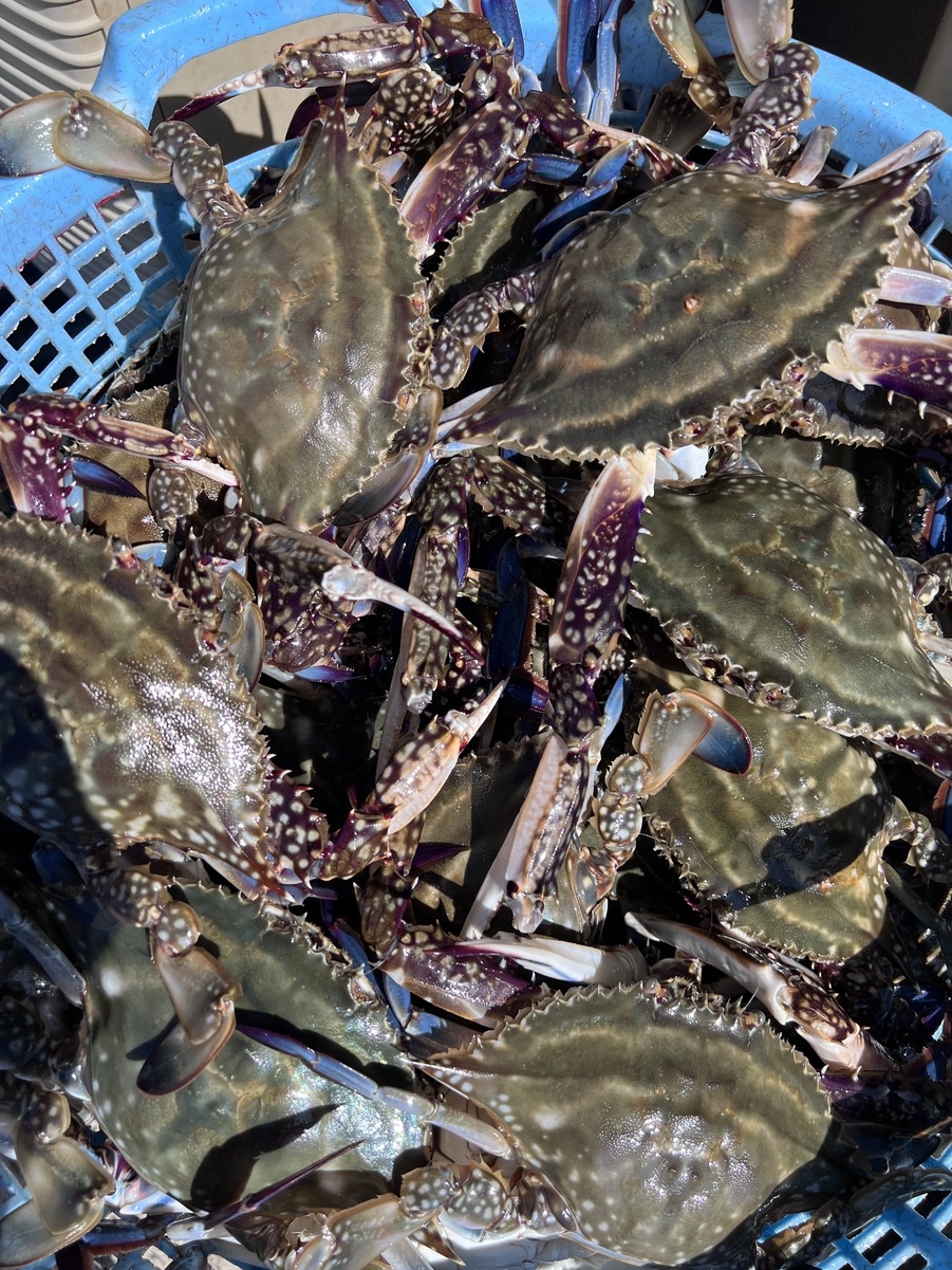 【GW限定】竹崎蟹×焼き蟹×佐賀牛｜贅沢グレードUP