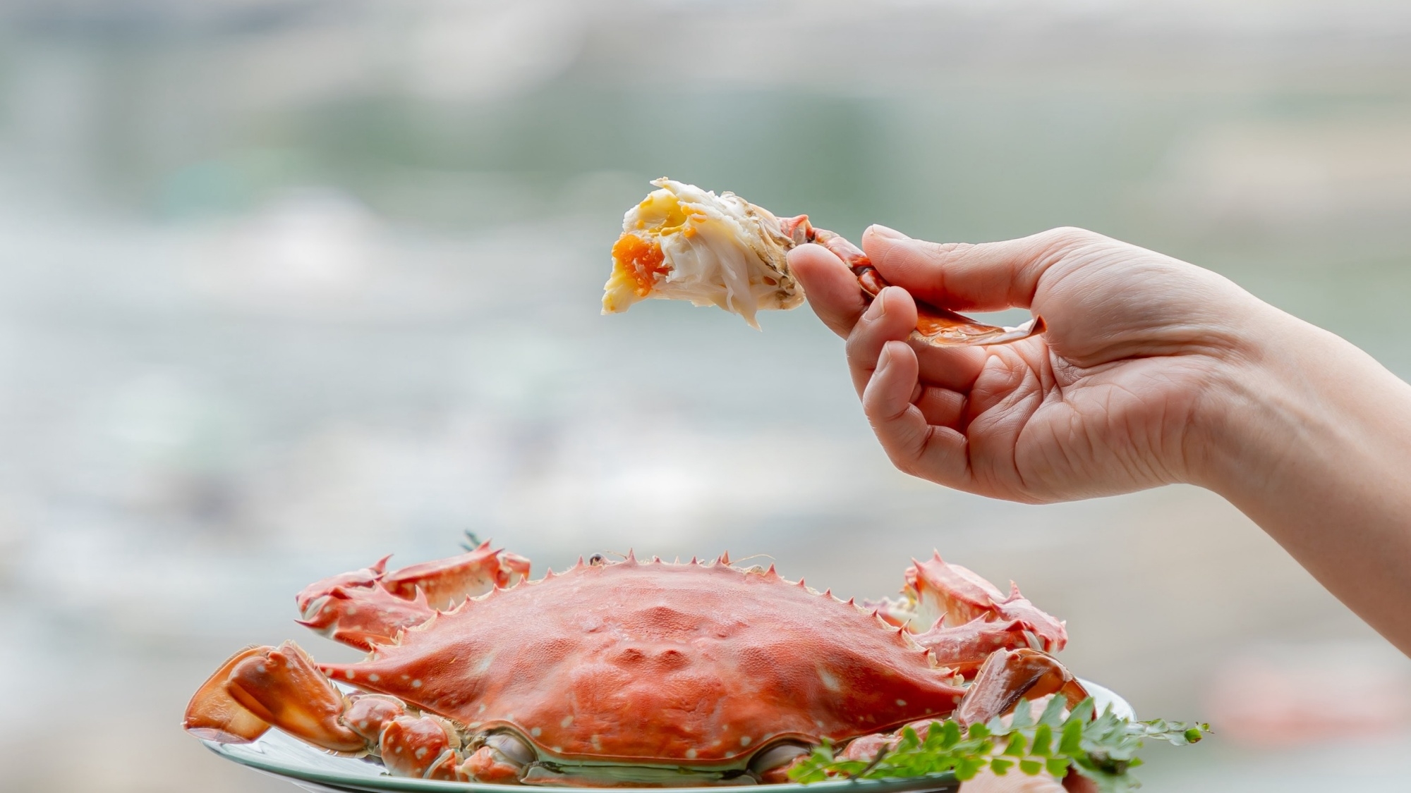 【GW限定】竹崎蟹×焼き蟹×佐賀牛｜贅沢グレードUP