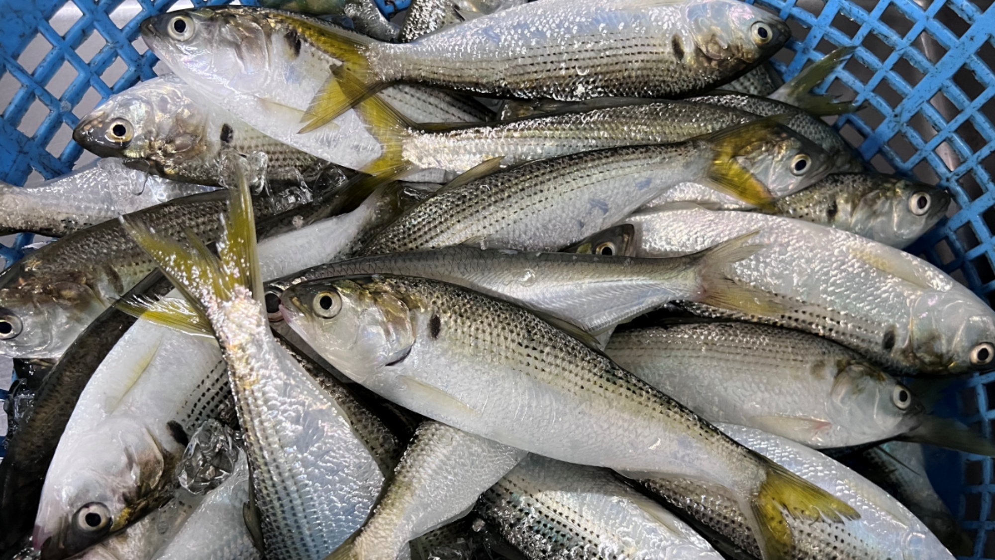 【生け簀】日によって様々なお魚をご提供！コハダは旨味が強く、深い味わいが特徴です。