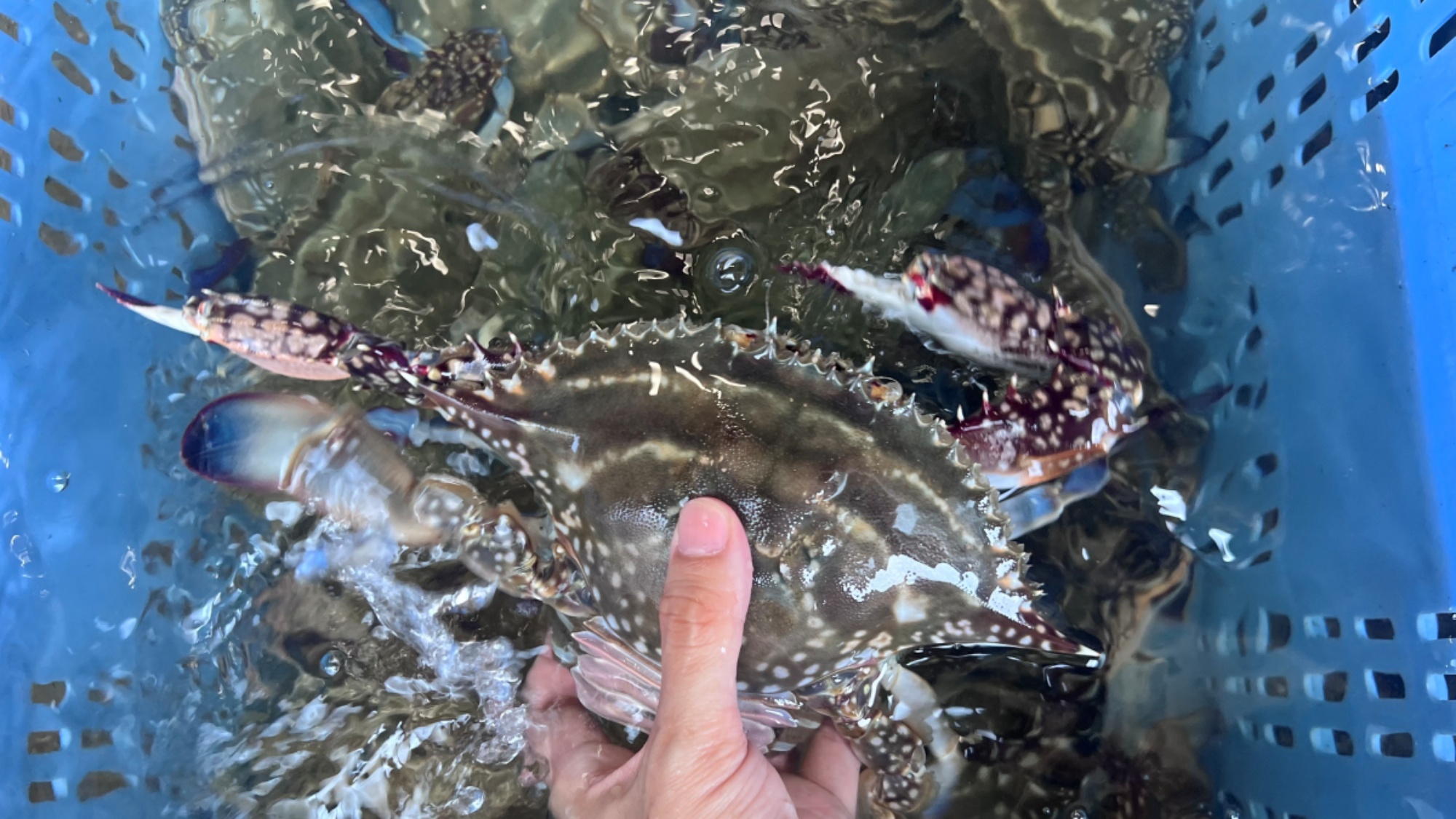 【生け簀】当館は新鮮な魚介類を提供できる生け簀を持っています！獲れたばかりの竹崎蟹をご堪能ください！