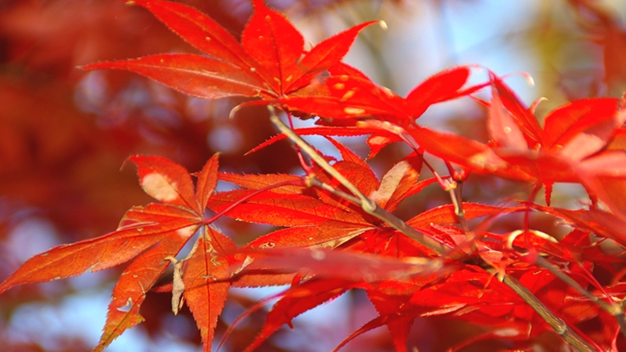 *周辺観光（弥彦公園もみじ谷）／紅葉の時期にはライトアップも実施されます。