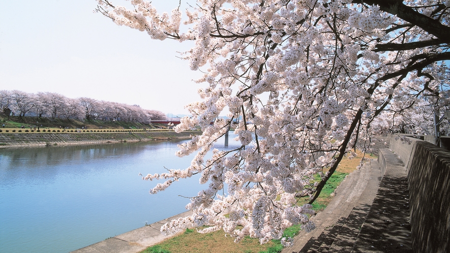 【周辺・イベント】足羽河原の桜並木