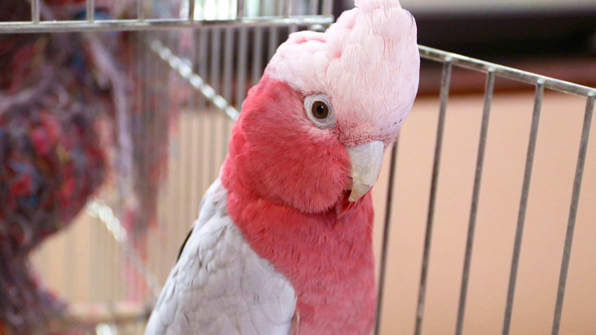 【イメージ】桃色インコのももちゃん