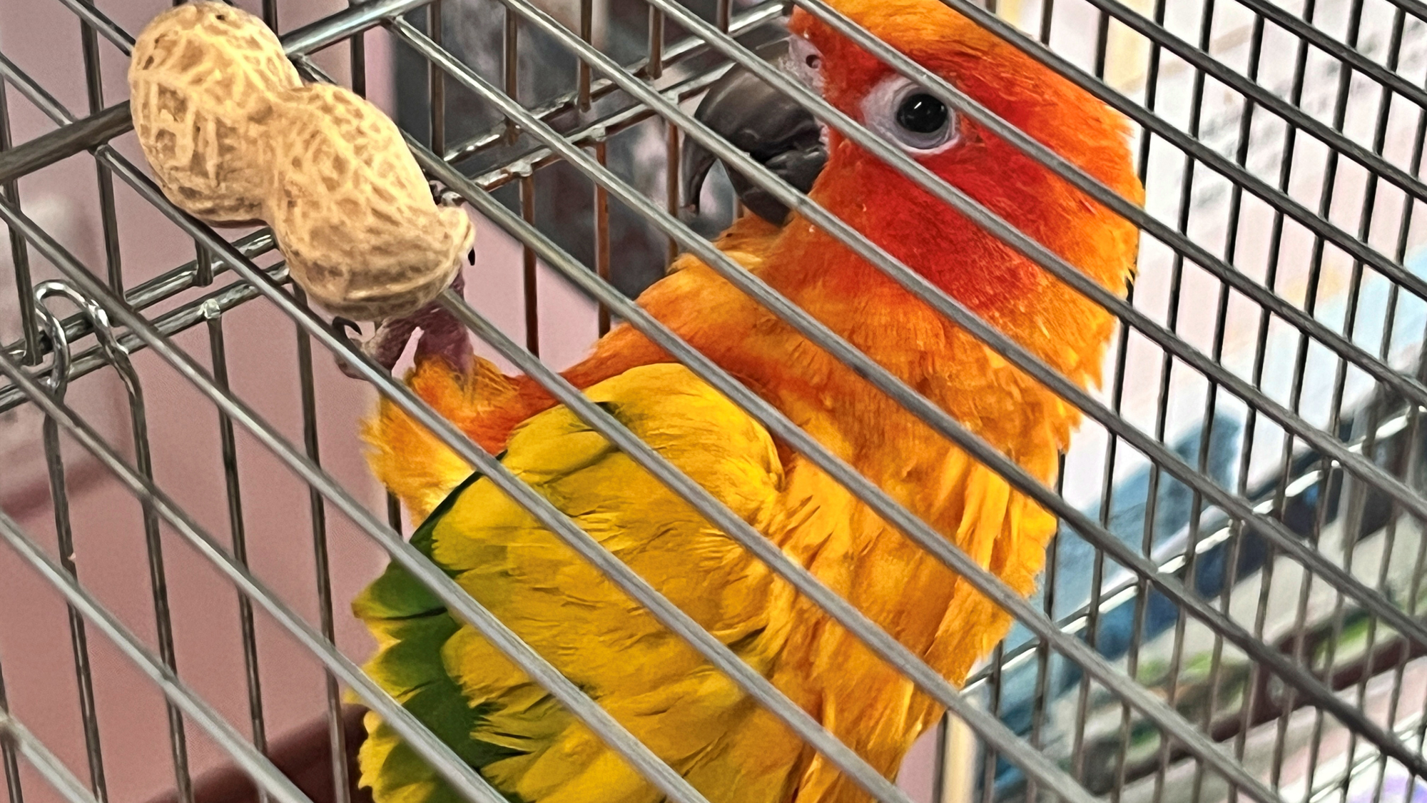 【イメージ】メキシコインコのみかんちゃん