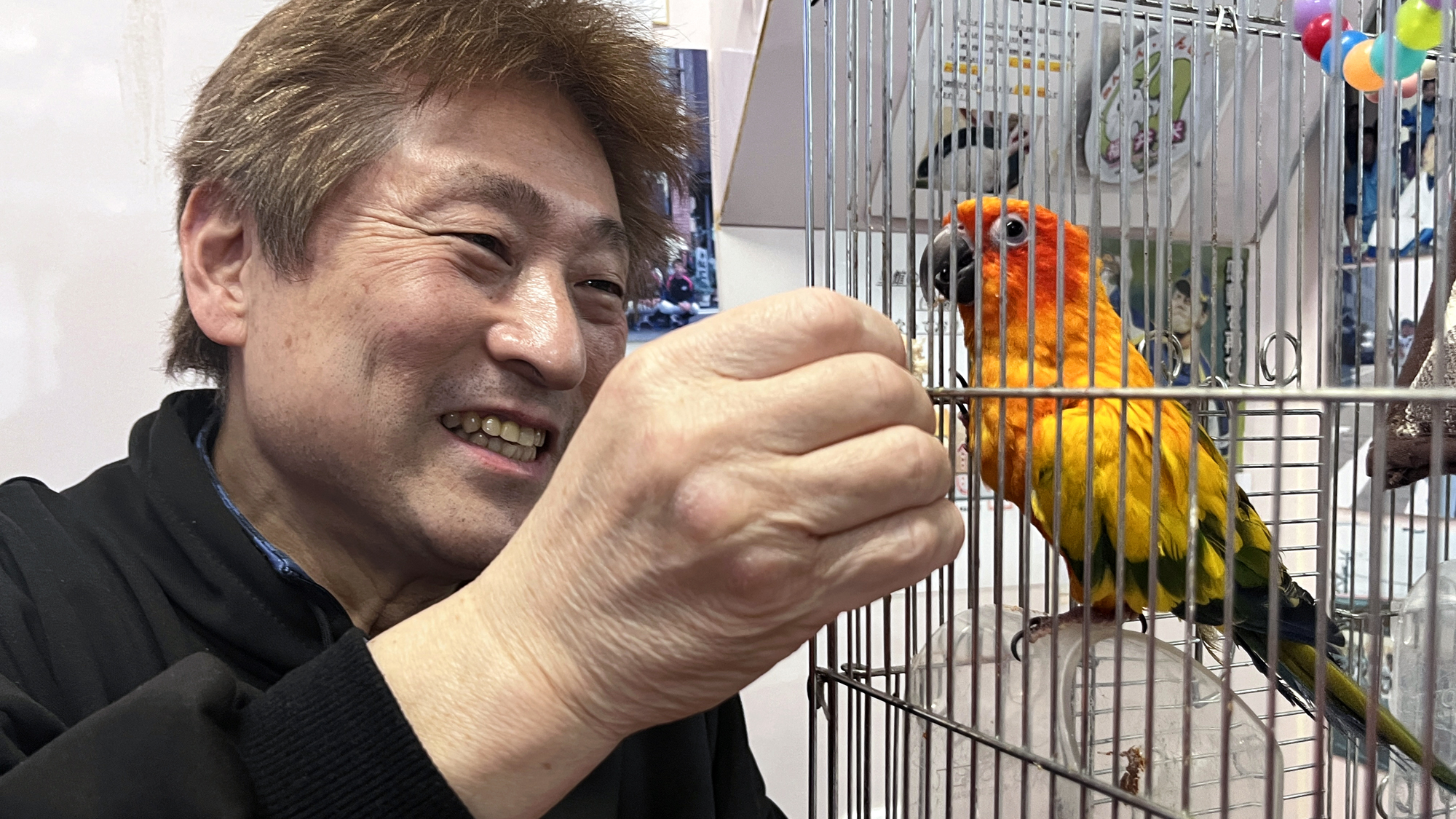 【イメージ】メキシコインコのみかんちゃんと旦那さん