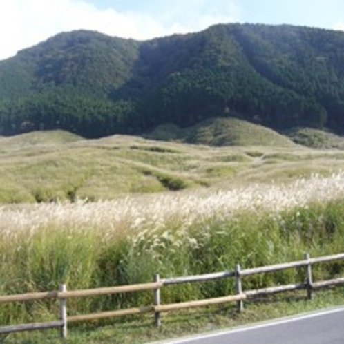 仙石原のススキ野②