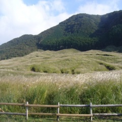 仙石原のススキ野①